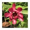 Discount ⭐ Calycanthus 'Aphrodite' | 12L Pot | 120-130cm | By Frank P Matthews 🔔