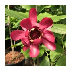 Discount ⭐ Calycanthus 'Aphrodite' | 12L Pot | 120-130cm | By Frank P Matthews 🔔