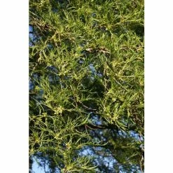 Wholesale ⭐ Alnus glutinosa 'Imperialis' | Alder Tree | 12L Pot | 150-180cm | By Frank P Matthews 🥰