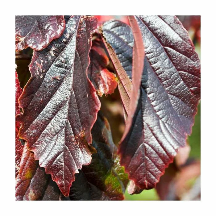 Flash Sale π Parrotia persica 'Bella' | Persian Ironwood Tree | 120-150cm | By Frank P Matthews π