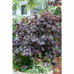 Flash Sale 😀 Corylus avellana 'Red Majestic' (PBR) | Purple Twisted Hazel Tree | 9L Pot | 120-150cm 🎉