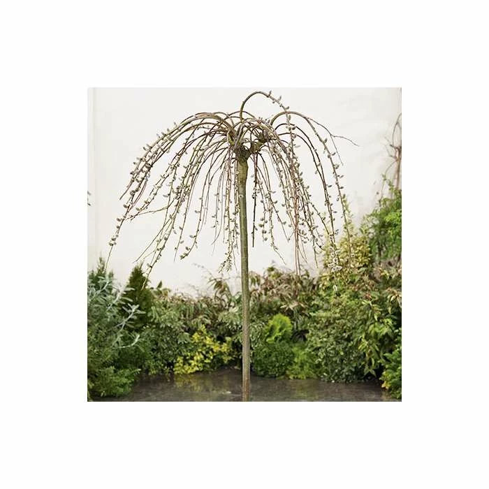 Best deal 👍 Salix caprea 'Kilmarnock' | Weeping Willow Tree | 18L Pot | 120-150cm 😀 - Image 7