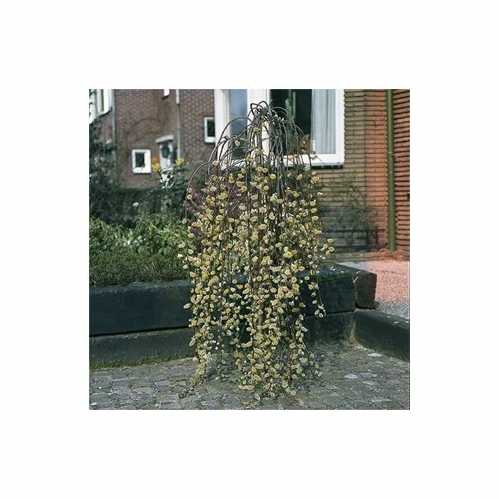 Best deal 👍 Salix caprea 'Kilmarnock' | Weeping Willow Tree | 18L Pot | 120-150cm 😀 - Image 8