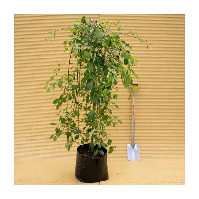 Best deal 👍 Salix caprea 'Kilmarnock' | Weeping Willow Tree | 18L Pot | 120-150cm 😀 - Image 9
