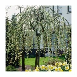 Best deal 👍 Salix caprea 'Kilmarnock' | Weeping Willow Tree | 18L Pot | 120-150cm 😀