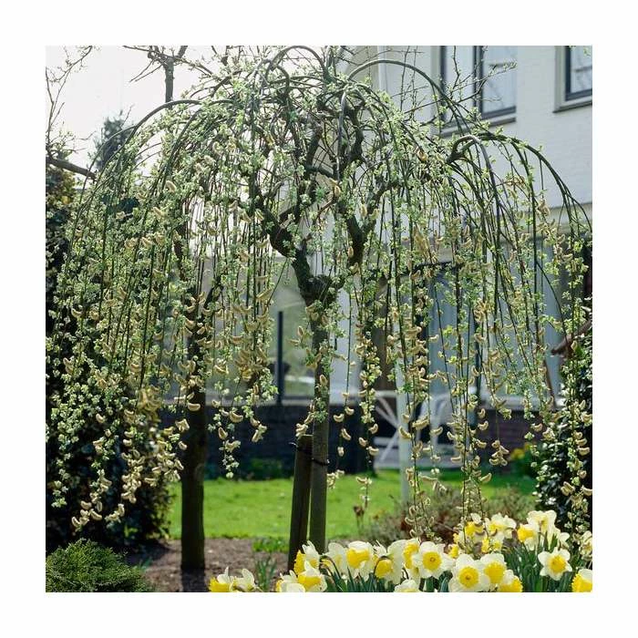 Best deal 👍 Salix caprea 'Kilmarnock' | Weeping Willow Tree | 18L Pot | 120-150cm 😀