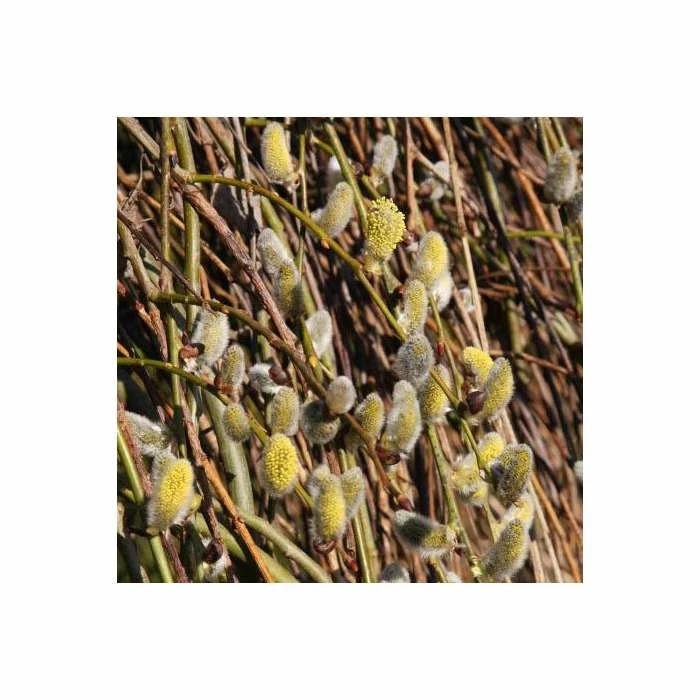 Best deal 👍 Salix caprea 'Kilmarnock' | Weeping Willow Tree | 18L Pot | 120-150cm 😀 - Image 2