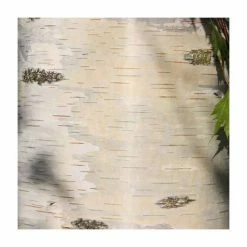 Cheapest β Betula pendula 'Dalecarlica' | 12L Pot | 150-180cm | By Frank P Matthews π€©