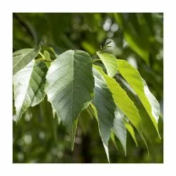 Best reviews of 👍 Alnus × spaethii | Aldar Tree | 12L Pot | 150-180cm | By Frank P Matthews 🔥