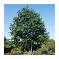 Coupon β Cercidiphyllum japonicum | Katsura Tree | 7L Pot | 120-150cm | By Frank P Matthews βοΈ