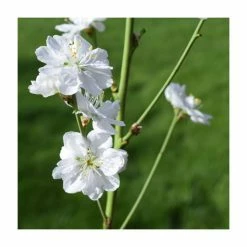 Best reviews of 🧨 Prunus persica ‘Terute White’ | White Flowering Peach Tree | 12L Pot | 150-180cm | By Frank P Matthews 🔔