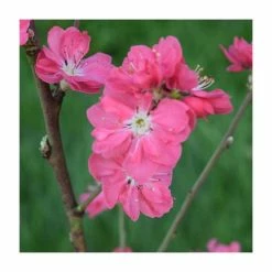 Coupon 🥰 Prunus persica ‘Terute Red’ | Flowing Peach Tree | 12L Pot | 150-180cm | By Frank P Matthews ✨